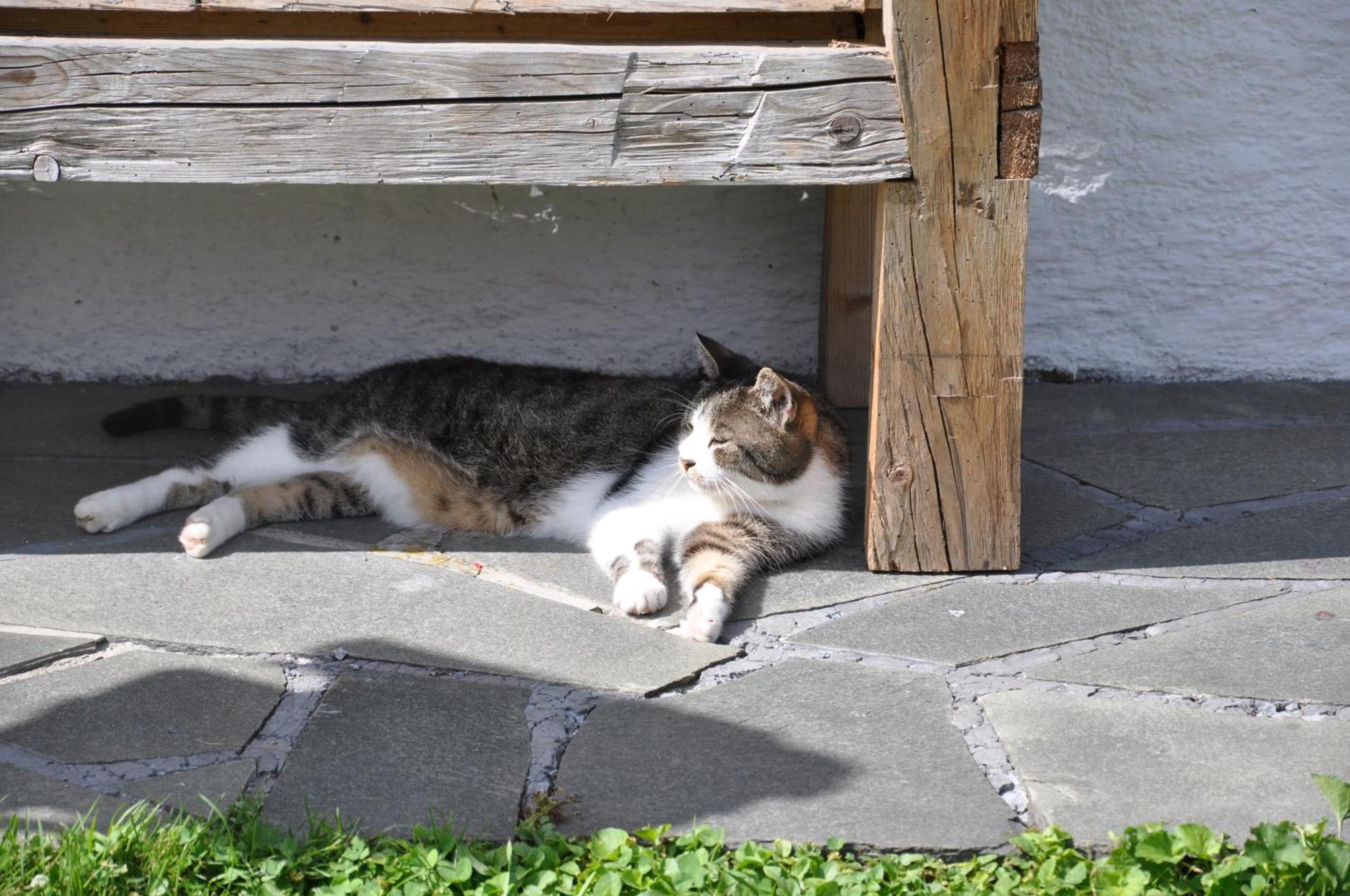 Farm stay Wohlfuhlbauernhof Bambichlhof